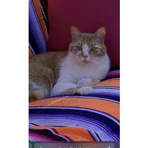 Image of Tuco, Lost Cat