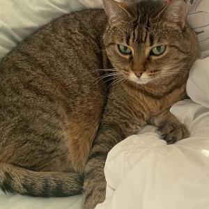 Lost Cat Stella