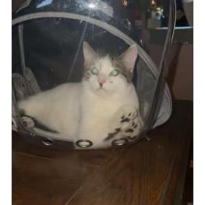 Image of George, Lost Cat