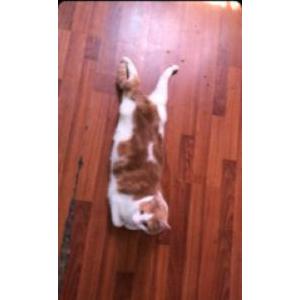 Lost Cat Mylo (boy)