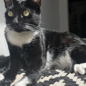 Lost Cat Pepper