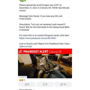 Image of Drogon, Lost Cat