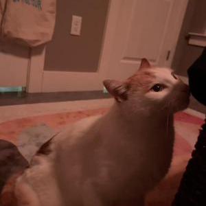 Image of Unknown, Found Cat