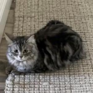 Lost Cat Stormi