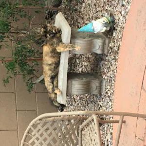 Image of Mable, Lost Cat