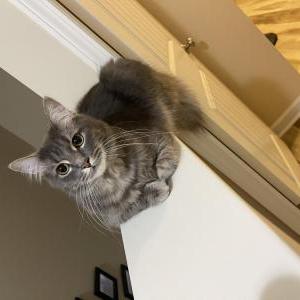 Image of Pubba, Lost Cat