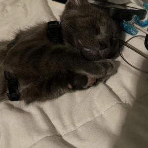 Lost Cat Gray Gray