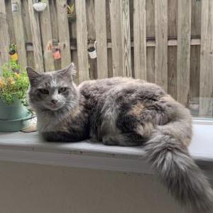 Lost Cat Greyzzly