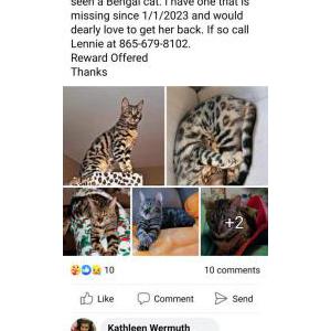 Lost Cat Badar