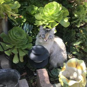 Lost Cat Momosa