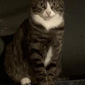 Lost Cat Tiger