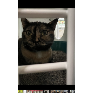 Image of Pixie, Lost Cat