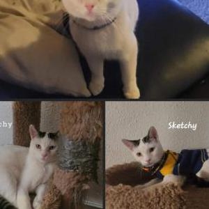 Image of Sketchy, Lost Cat