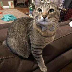 Image of Virgil, Lost Cat