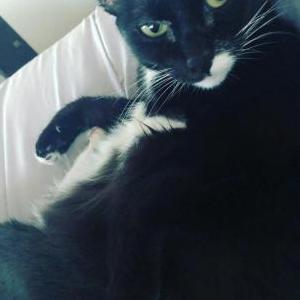 Lost Cat Rosie