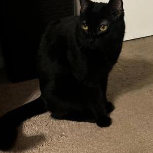 Lost Cat Lucy