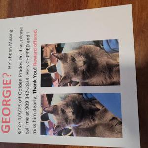 Lost Cat Georgie