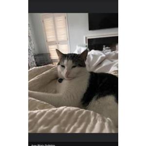 Lost Cat Max