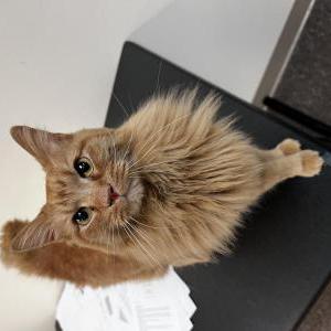 Image of Nemo, Found Cat