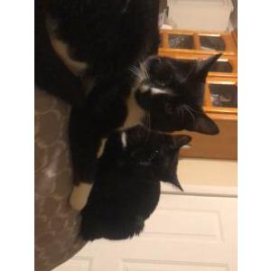 Image of Meatball, Lost Cat