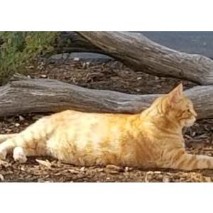 Lost Cat Cooper