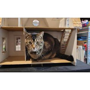 Image of Violet (Ms. Spanky), Lost Cat