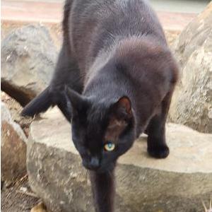 Image of Twila, Lost Cat