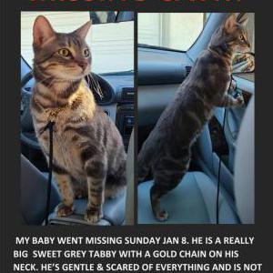 Lost Cat GREY