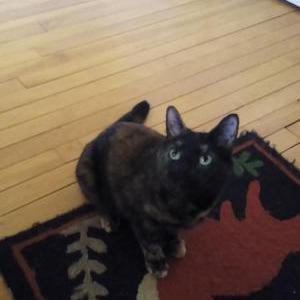 Image of Unknown, Found Cat