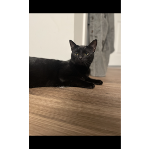 Image of Marvin, Lost Cat