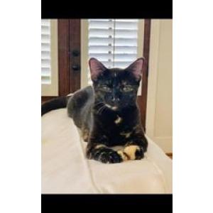 Lost Cat Coco