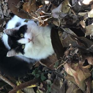 Lost Cat Stella