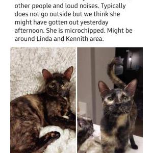 Lost Cat June