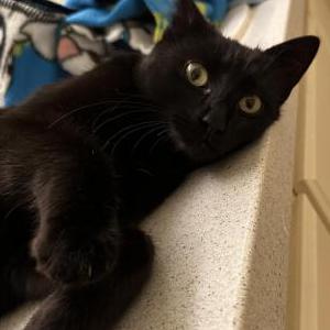 Image of Unknown, Found Cat