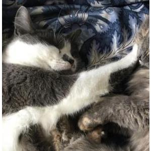 Image of Honey, Lost Cat