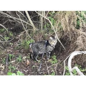 Lost Cat DRAX