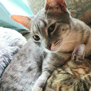 Image of Bo, Lost Cat