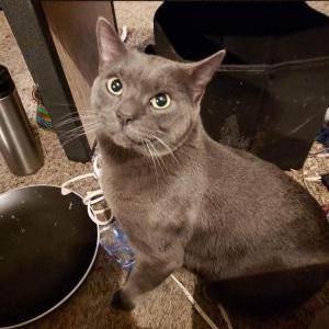 Image of Meliodus, Lost Cat