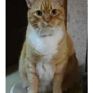 Image of Zeus, Lost Cat