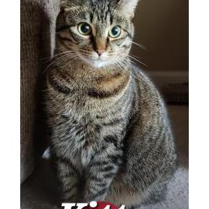 Image of Kitty, Lost Cat