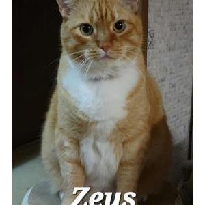 Lost Cat Zeus