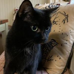 Image of Kiwi, Lost Cat