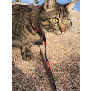 Lost Cat Storm