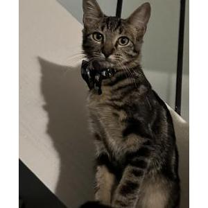 Lost Cat Luna