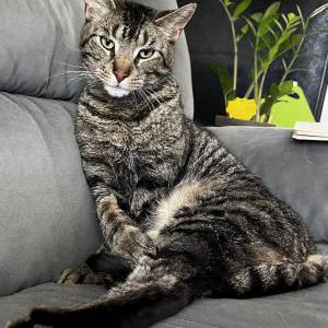 Lost Cat Billy