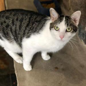 Image of Boo, Lost Cat