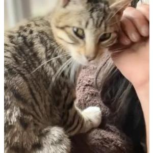 Lost Cat Mopani
