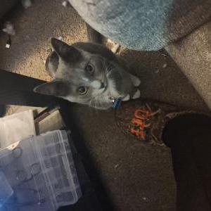 Image of Whiskey, Lost Cat