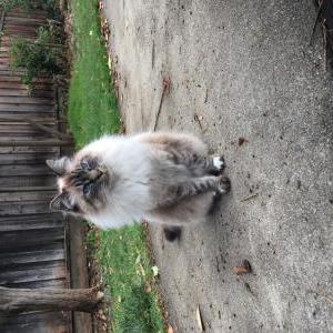 Lost Cat Baby