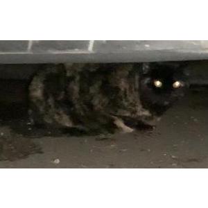 Found Cat Unknown